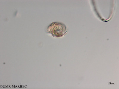 phyto/Brazilian_Nordeste/Seamounts_station60/ABRACOS2 April 2017/Protoperidinium cf obtusum (P. cf obtusum -Snap-702)(copy)_thumb.jpg